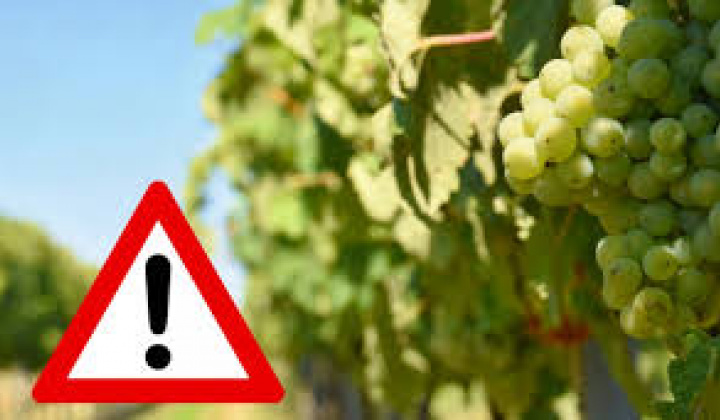 Fotka - Upozornenie na zamedzenie šírenia choroby s názvom ''zlaté žltnutie viniča''